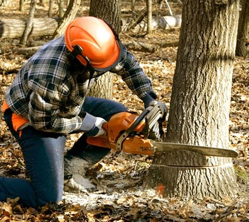 Tree Removal in Holyoke, MN